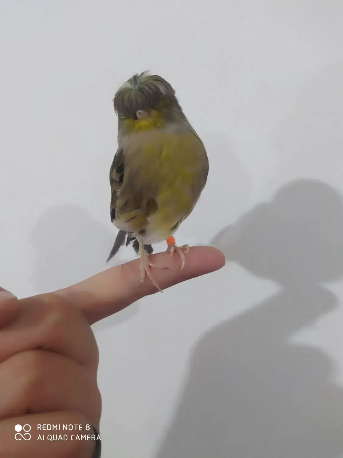 قناری گلاستر ماده|پرنده|ملایر, |دیوار