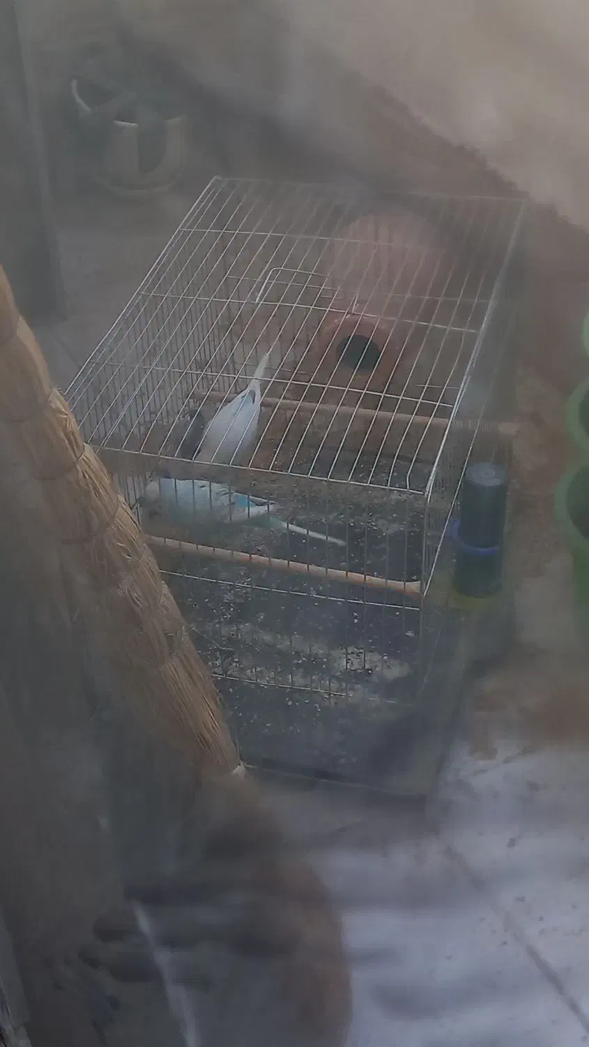 جفت مرغ عشق با قفس|پرنده|گرگان, |دیوار