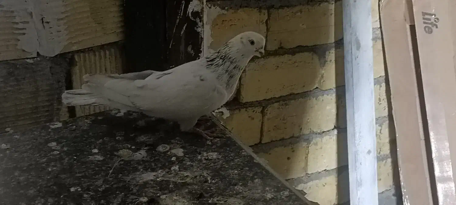 کبوتر|پرنده|ازنا, |دیوار