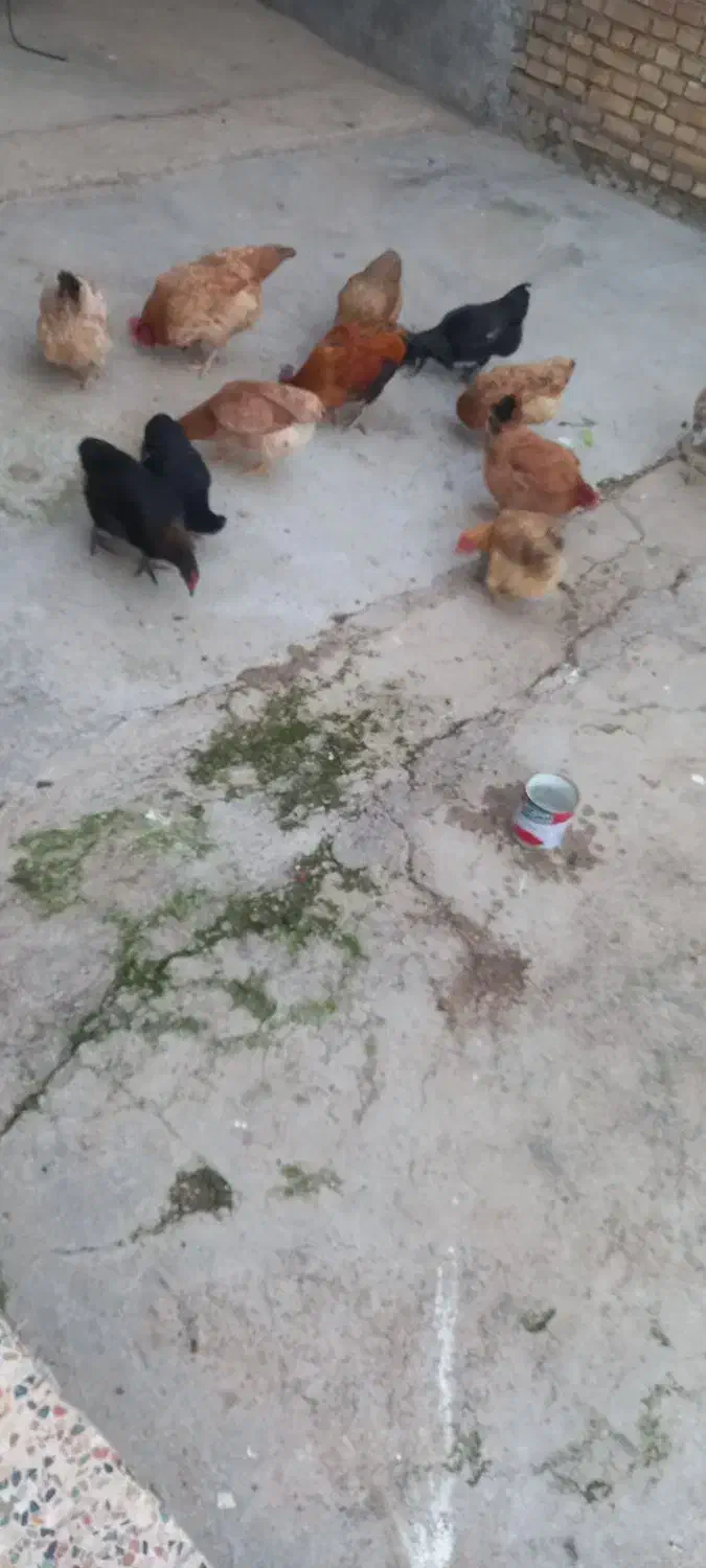 ۵۵۰|حیوانات مزرعه|ایذه, |دیوار