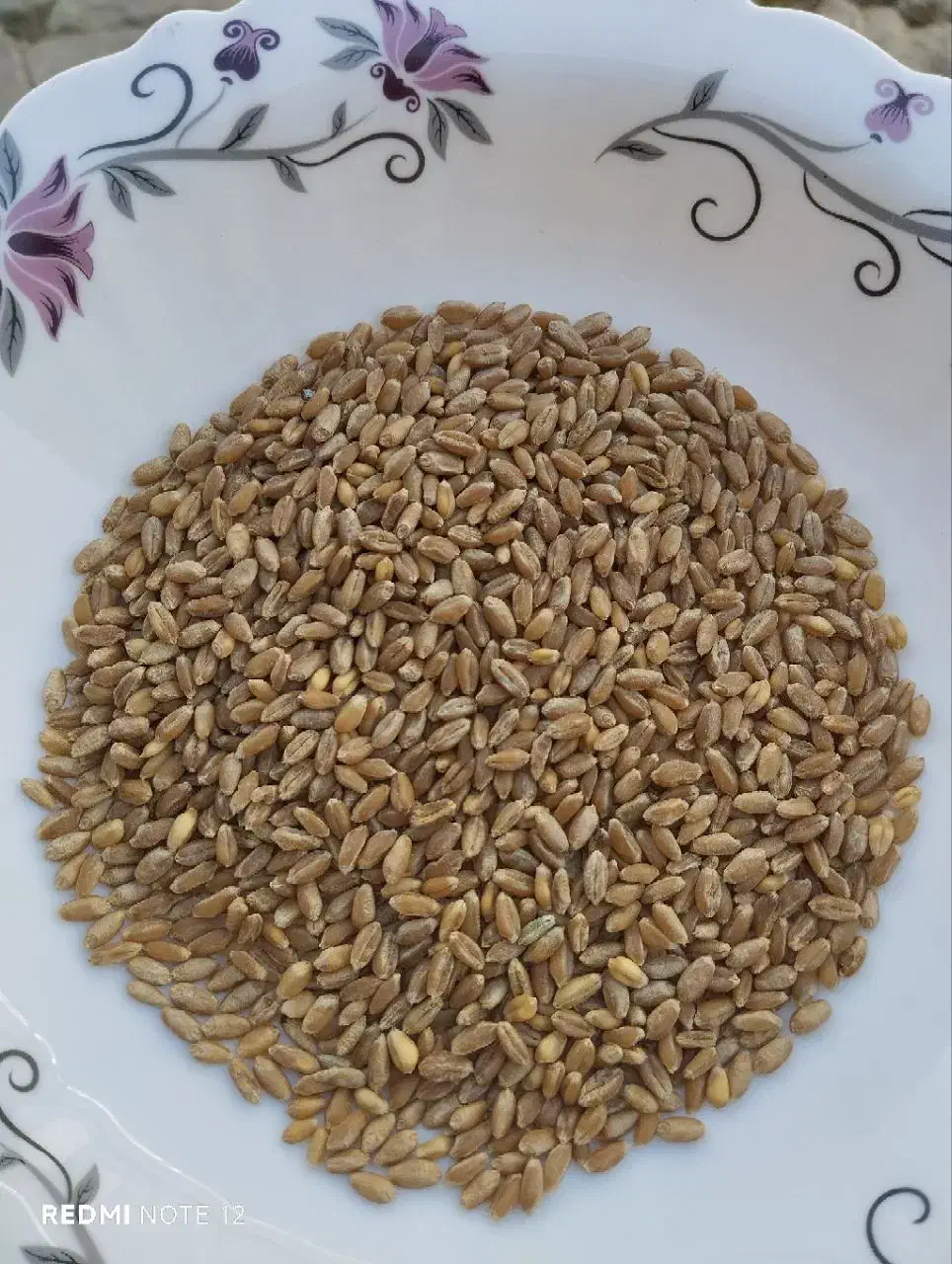 بذر گندم  آمریکایی تناژ بالای 13تن|عمده‌فروشی|اشنویه, |دیوار