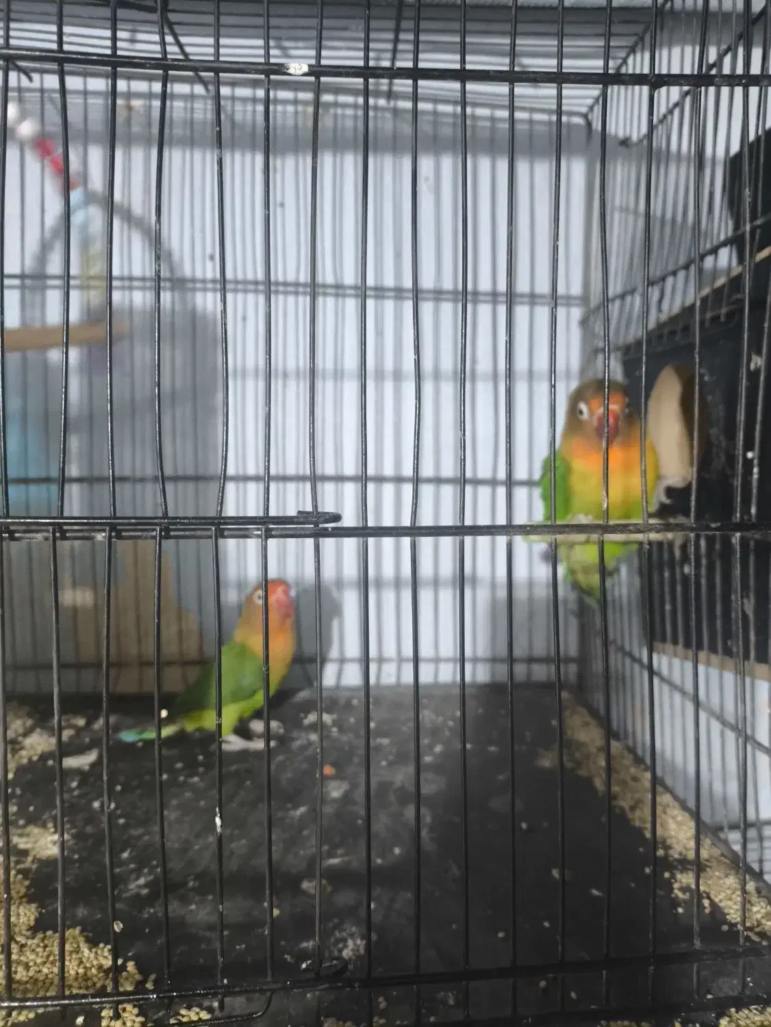 کوتوله مولد|پرنده|قم, نخودی|دیوار