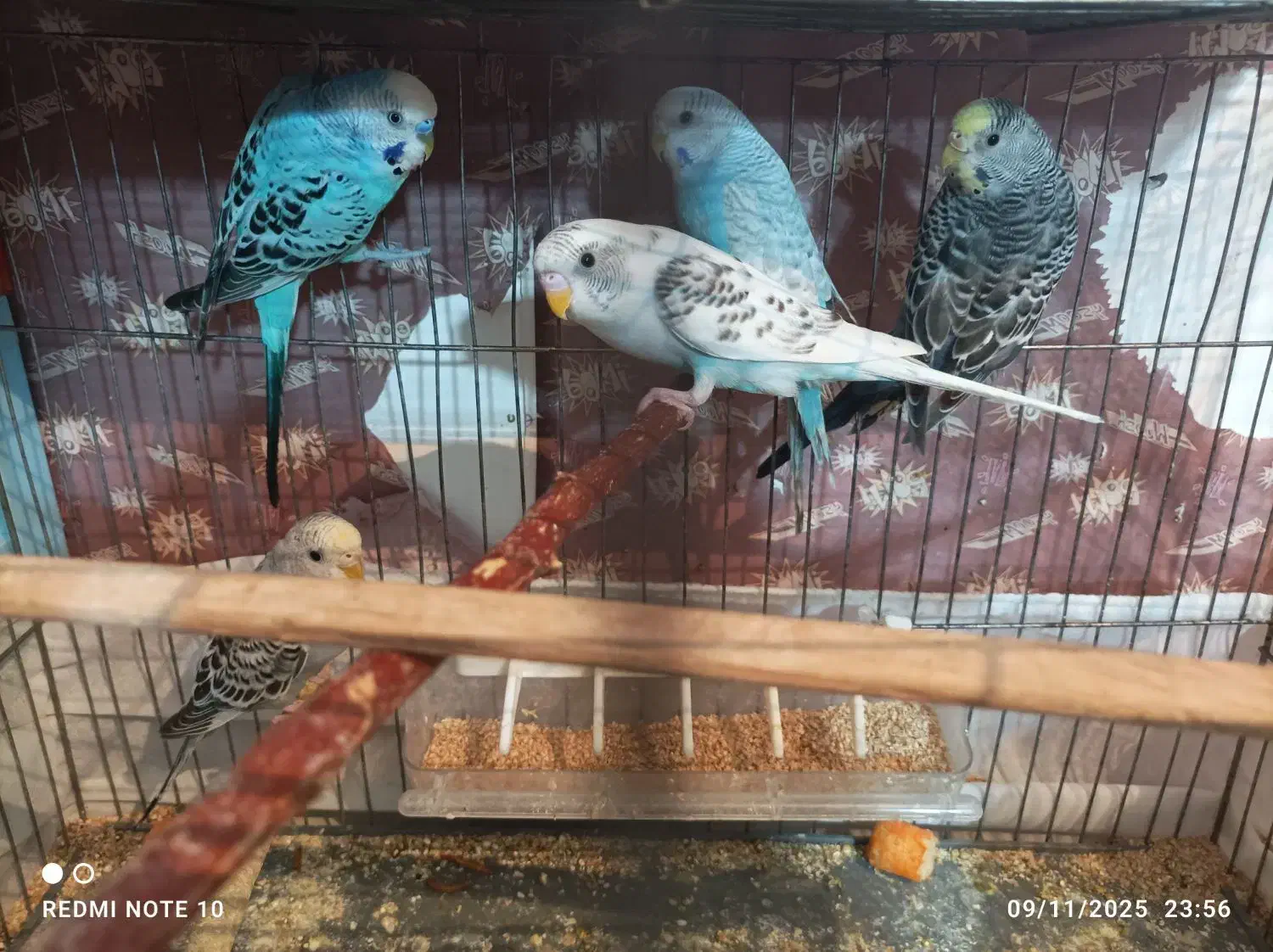 مرغ عشق|پرنده|سردشت, |دیوار