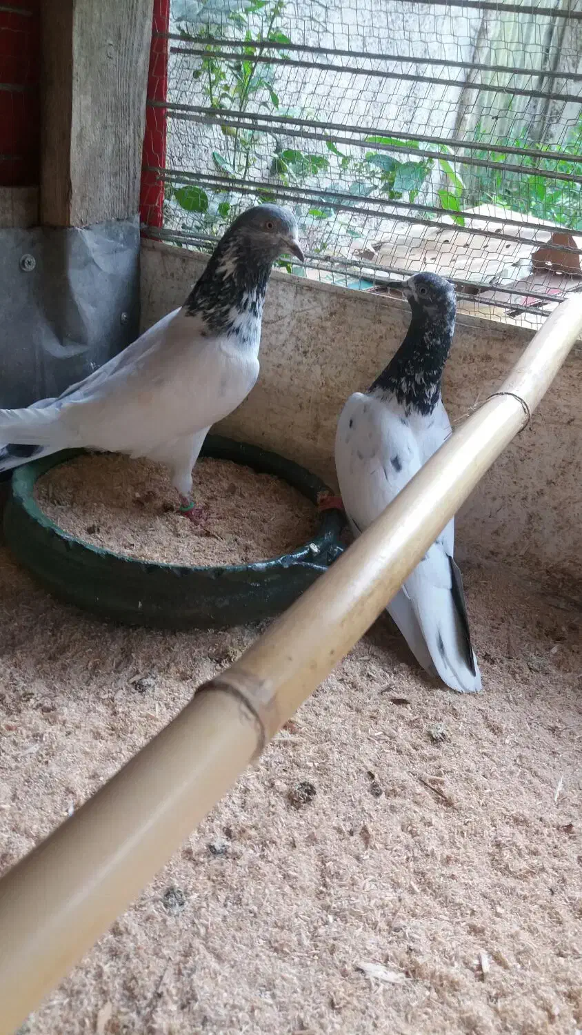 کبوتر نر  ماده پاکستانی معاوضه با طوطی برزیلی|پرنده|رشت, پسیخان|دیوار