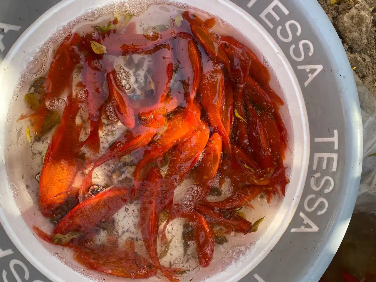 ماهی عید|ماهی|اسفراین, |دیوار