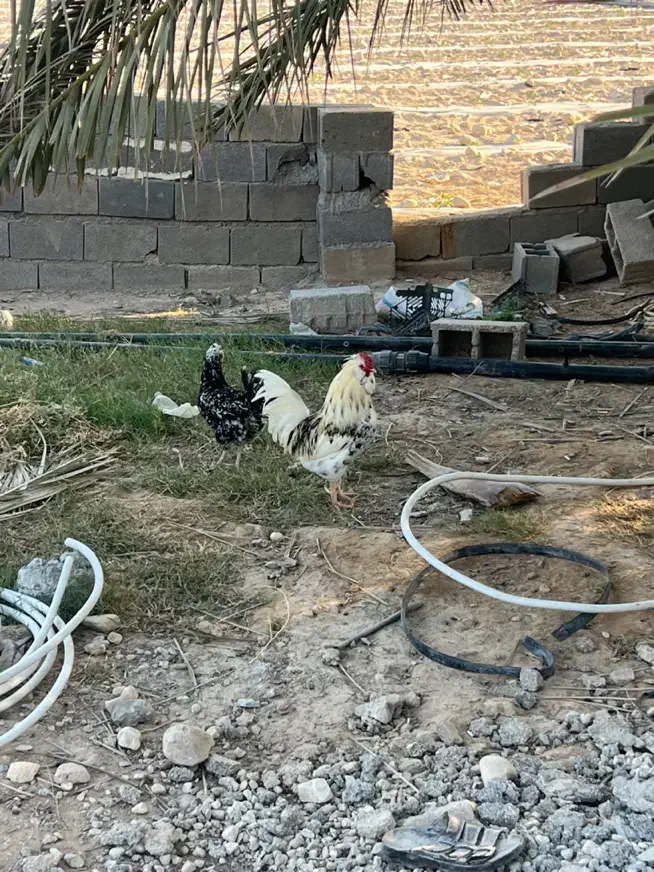 مرغ و خروس محلی|حیوانات مزرعه|بندر دیر, |دیوار