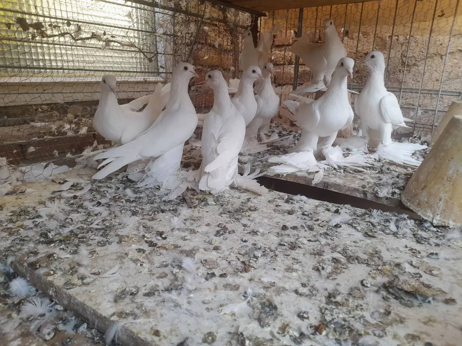 کبوتر اوجا پاجا|پرنده|باسمنج, |دیوار