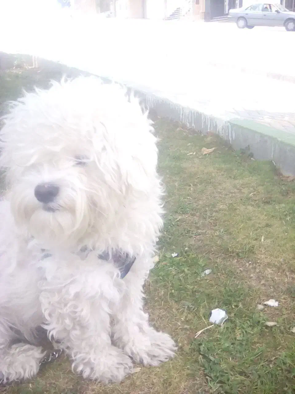 سگ گم شده|حیوانات|ارومیه, |دیوار