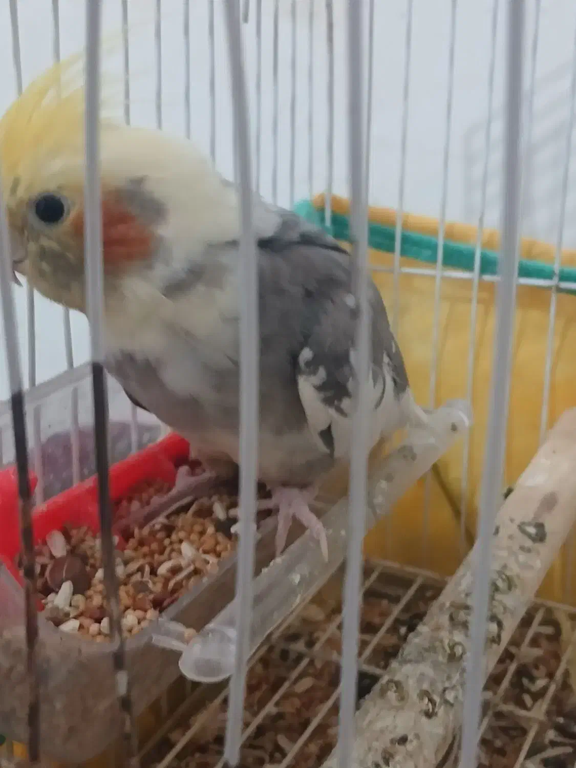 عروس هلندی  با قفس|پرنده|آستانه اشرفیه, |دیوار