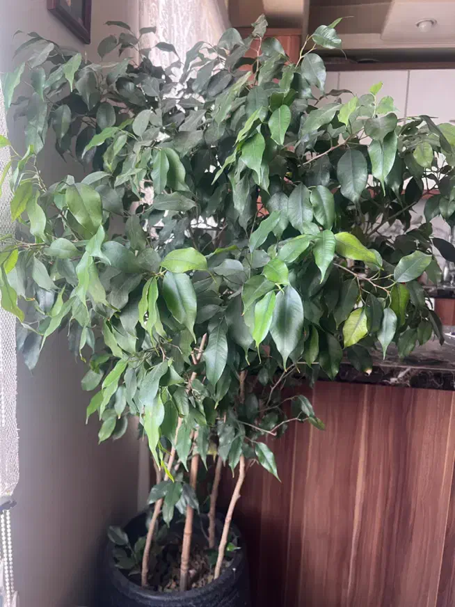 بنجامین گل|گل و گیاه طبیعی|تهران, خواجه نظام الملک|دیوار