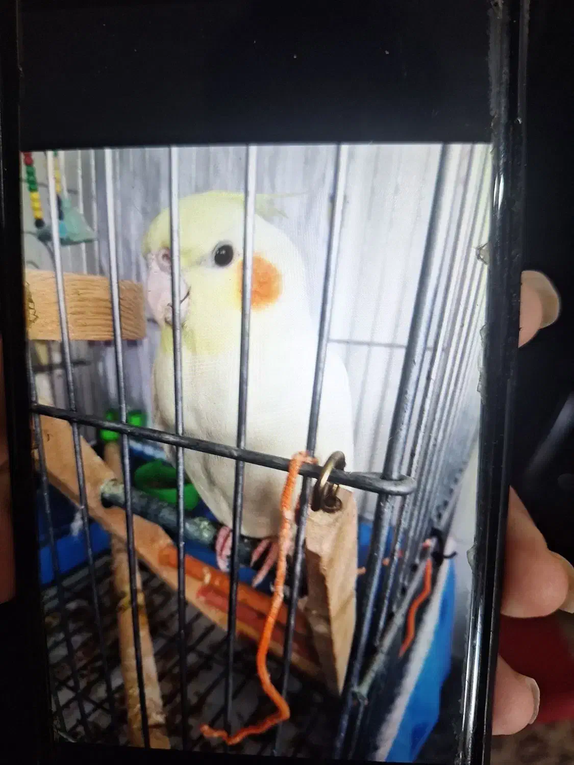 گمشده|حیوانات|همدان, |دیوار