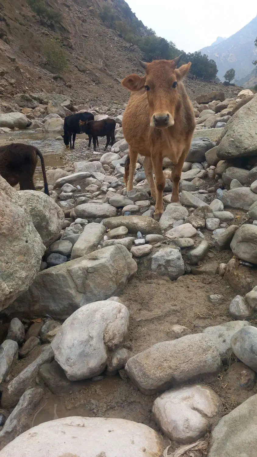 دو راس گاو آبستن با دو راس گوساله ماده سرحال|حیوانات مزرعه|پاپی, |دیوار