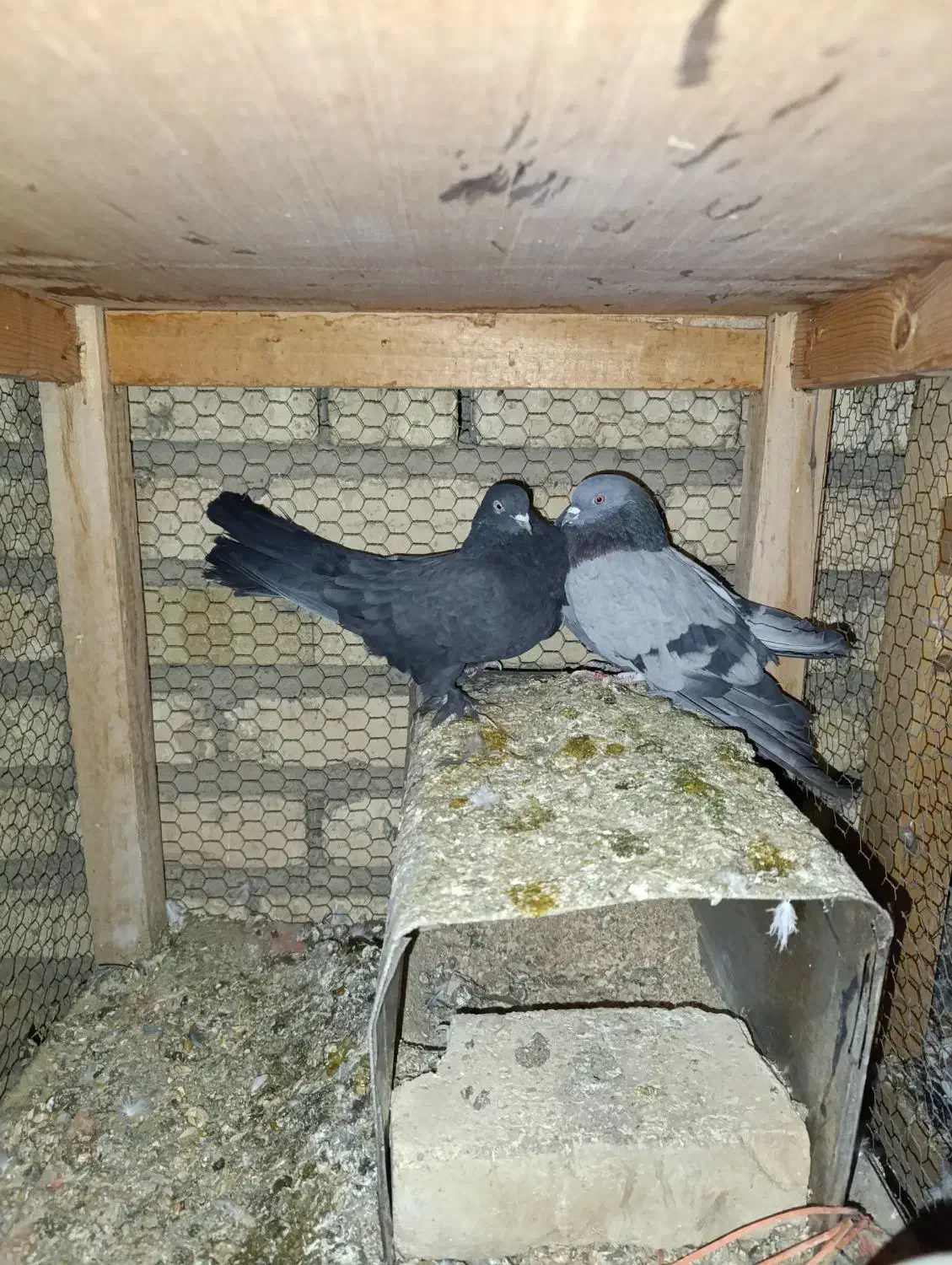 اصفهانی 450|پرنده|اصفهان, ارداجی|دیوار