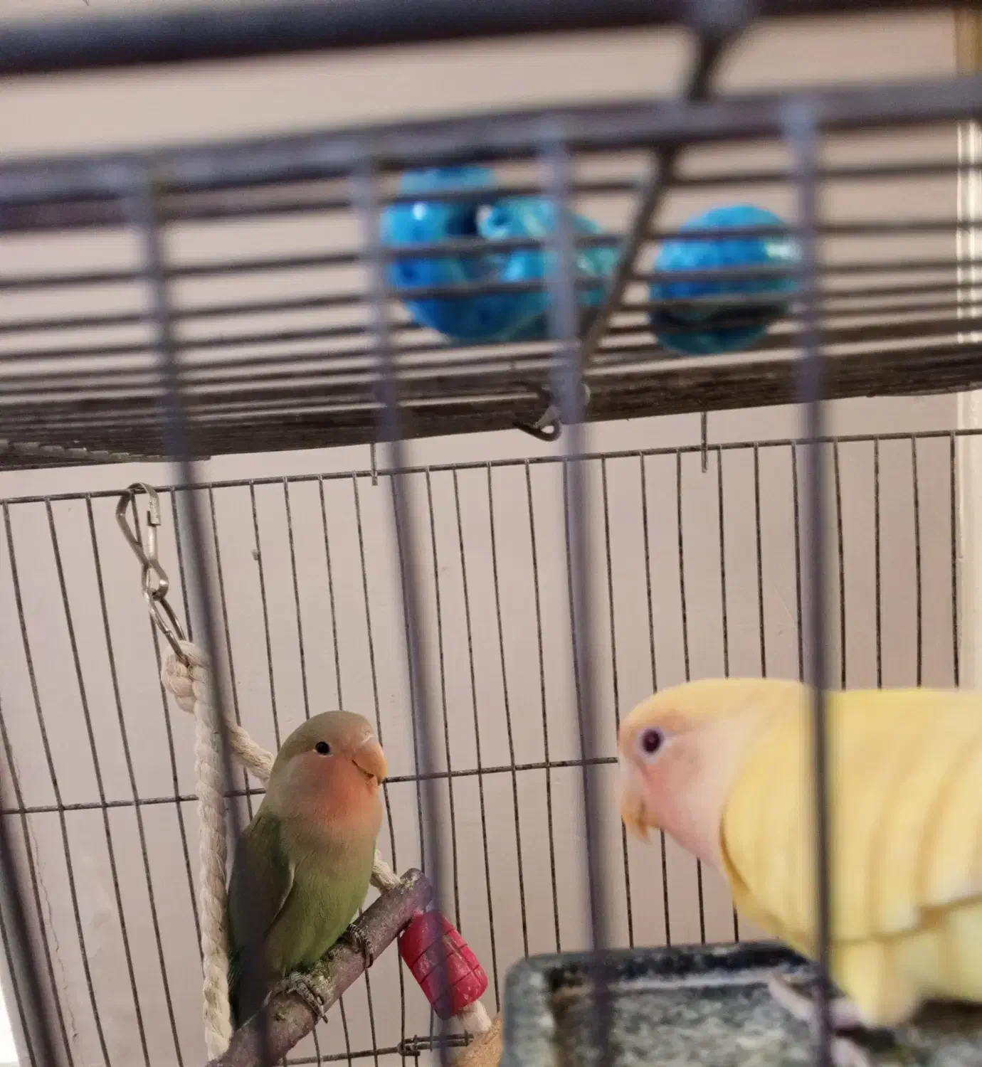 جوجه طوطی برزیلی چهار ماهه دستی|پرنده|تهران, سبلان (لشگر)|دیوار