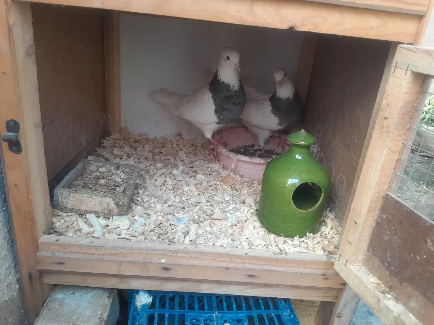 طوقی جوان|پرنده|رشت, تازه آباد|دیوار