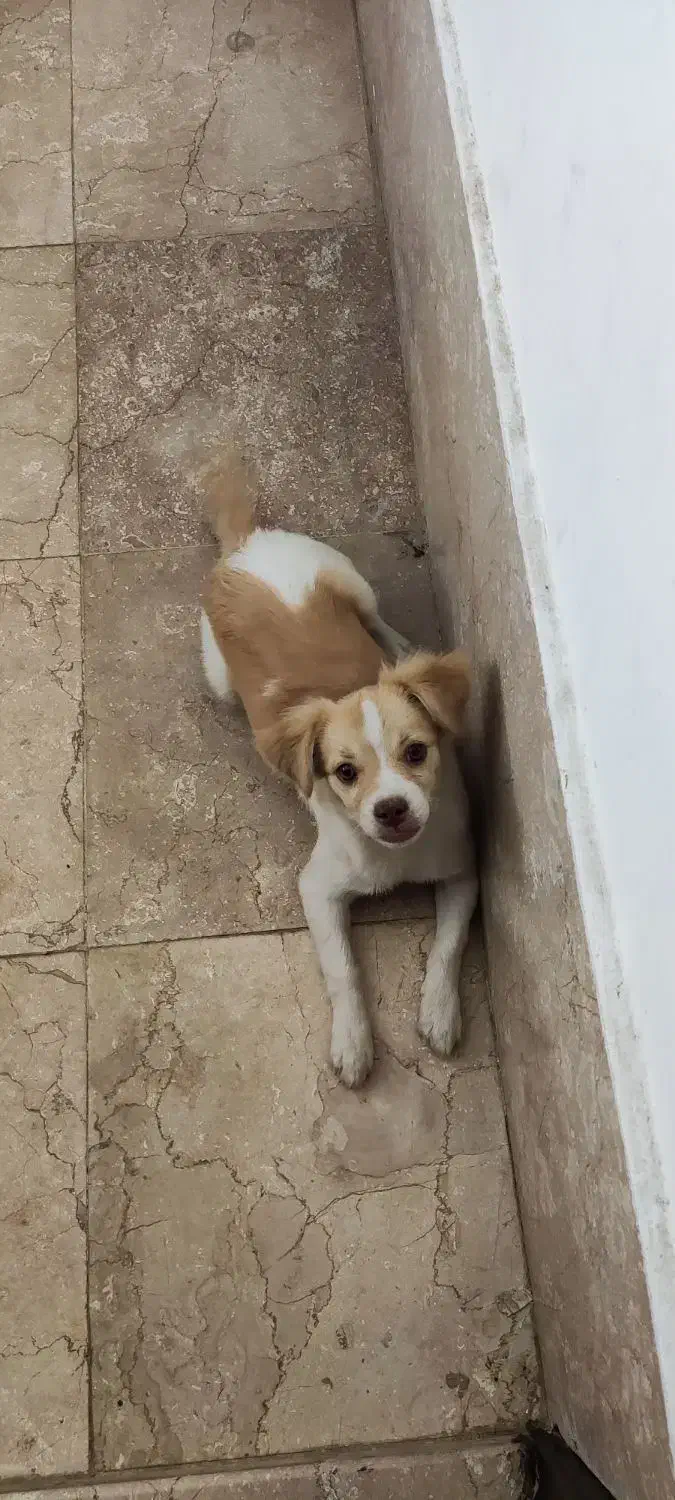 سگ گمشده|حیوانات|برخوار, |دیوار