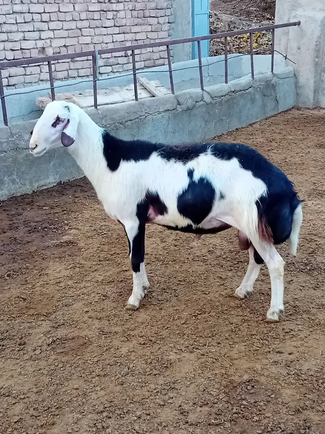 بره قوچ پلنگی خال سیاه و پوست گاوی|حیوانات مزرعه|بروجرد, |دیوار