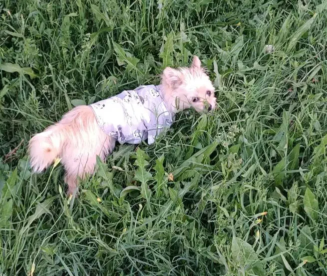 دوتا سگ گم شده|حیوانات|قم, قلعه کامکار|دیوار