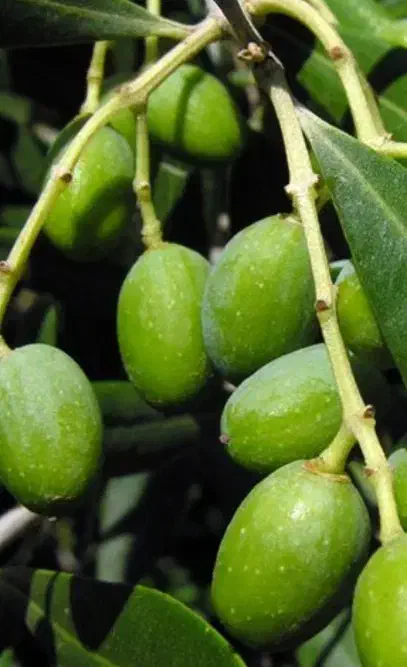 خرید زیتون روغنی|خدمات باغبانی و درختکاری|گنبد کاووس, |دیوار