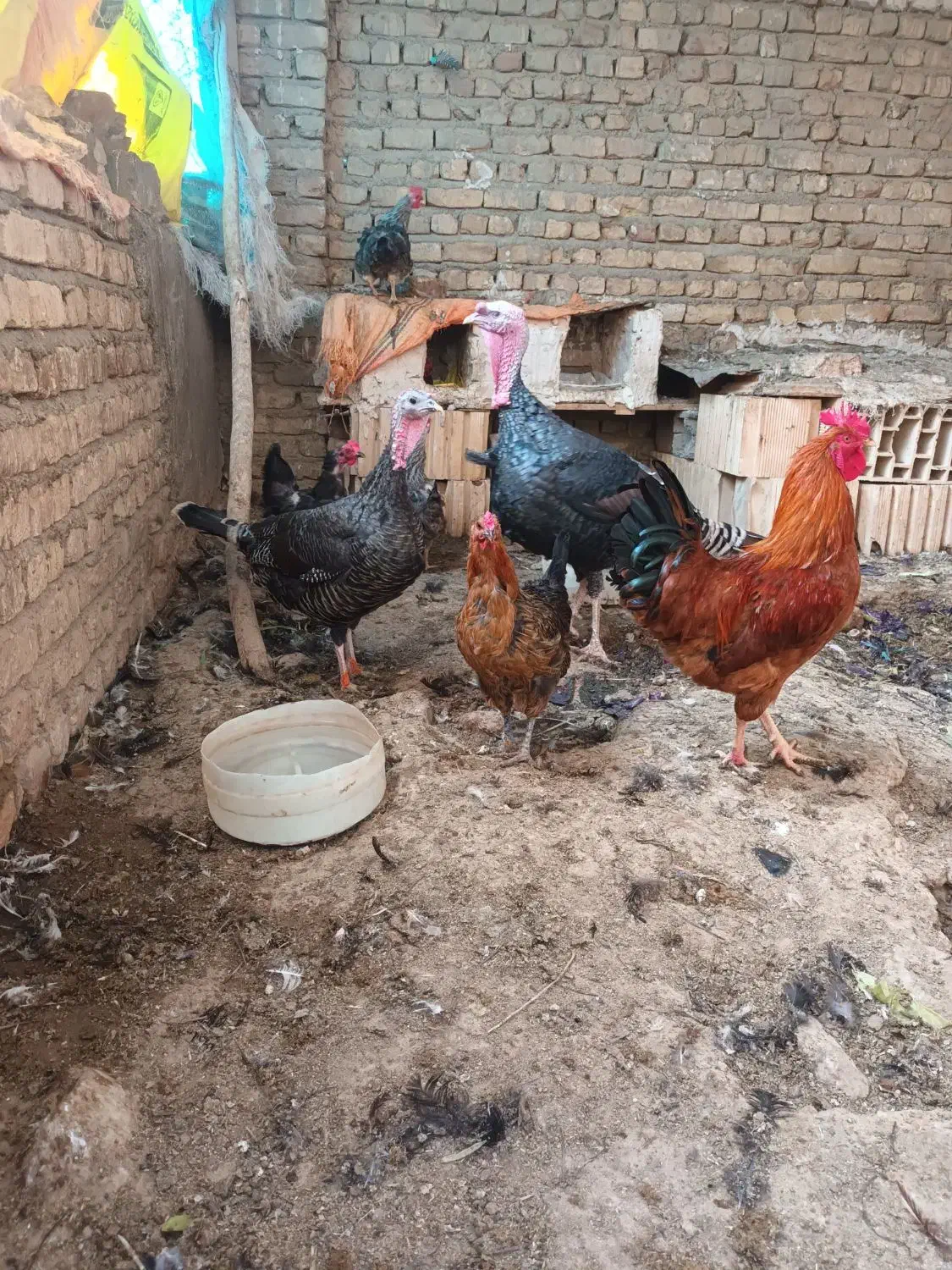 بوقلمون|پرنده|شیروان (خراسان), |دیوار