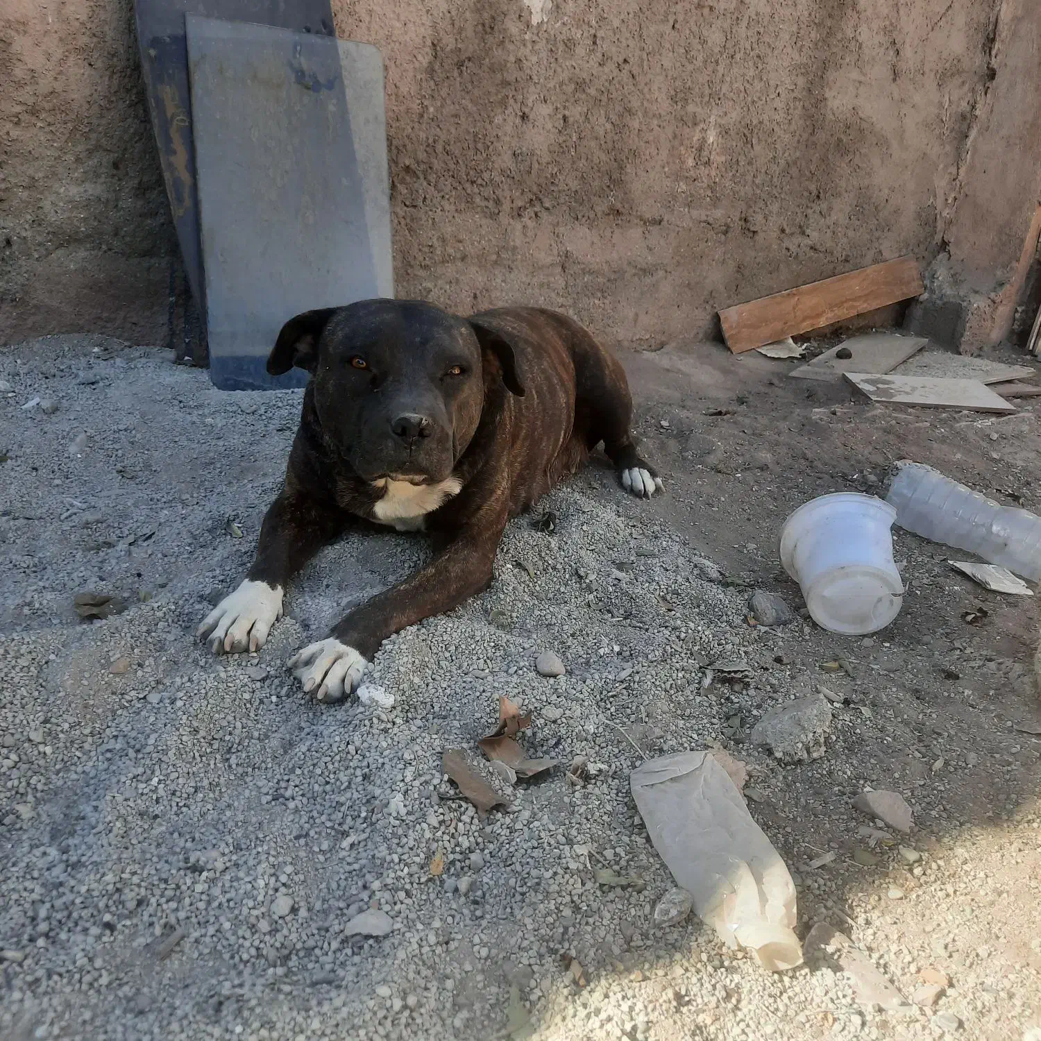 واگذاری یک سگ|سگ|ماهدشت, |دیوار