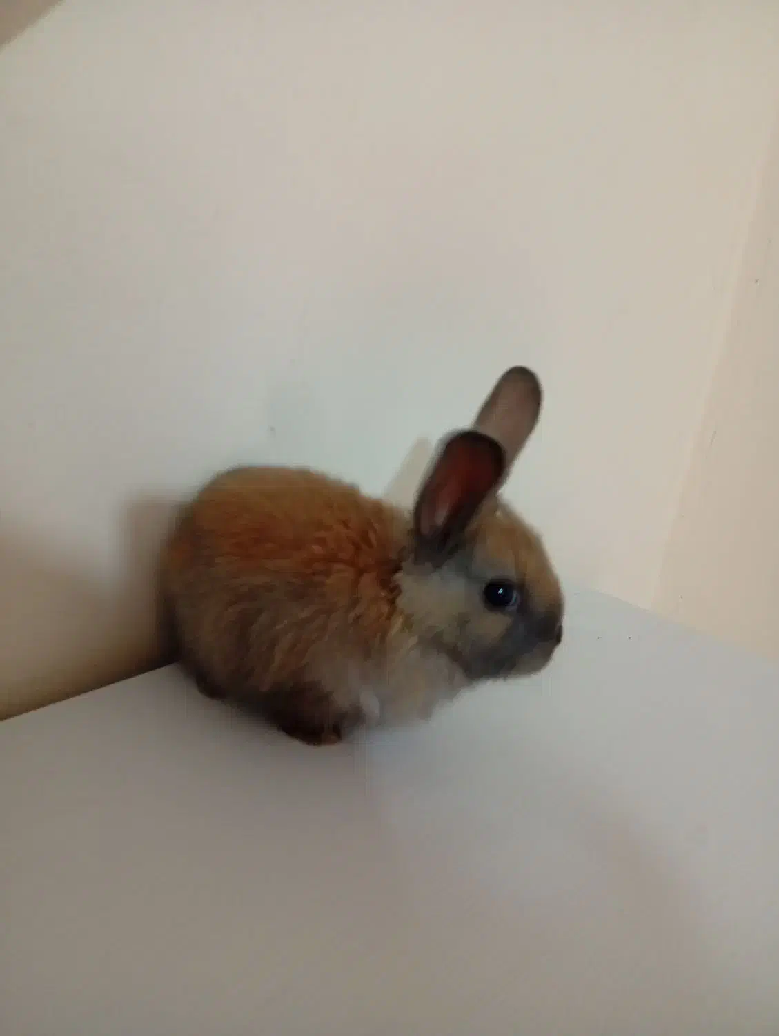 خرگوش|موش و خرگوش|سبزوار, شرق کال عیدگاه|دیوار