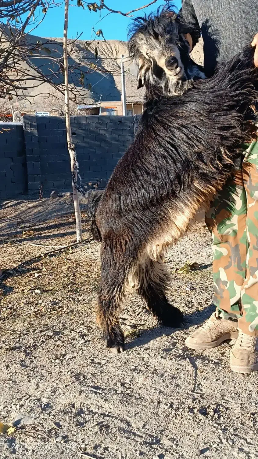 بز نر اصیل بختیاری شهرکردی مولد|حیوانات مزرعه|شیروان (خراسان), |دیوار