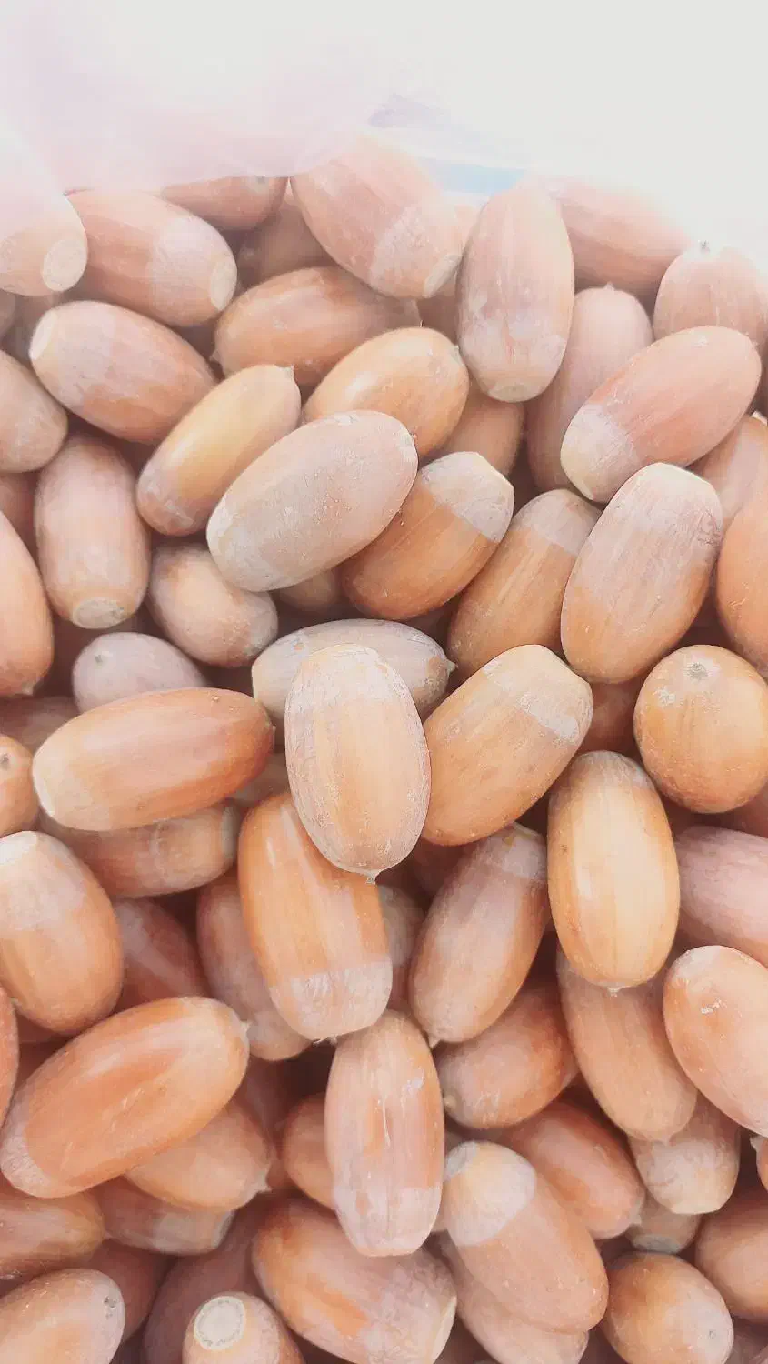 بلوط شیرین|خوردنی و آشامیدنی|ایلخچی, |دیوار