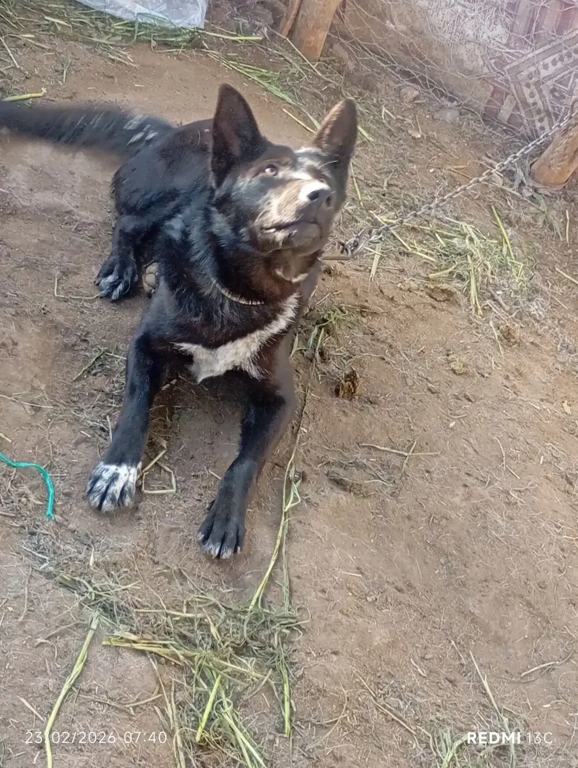 سگ گرگ|سگ|جیرفت, |دیوار