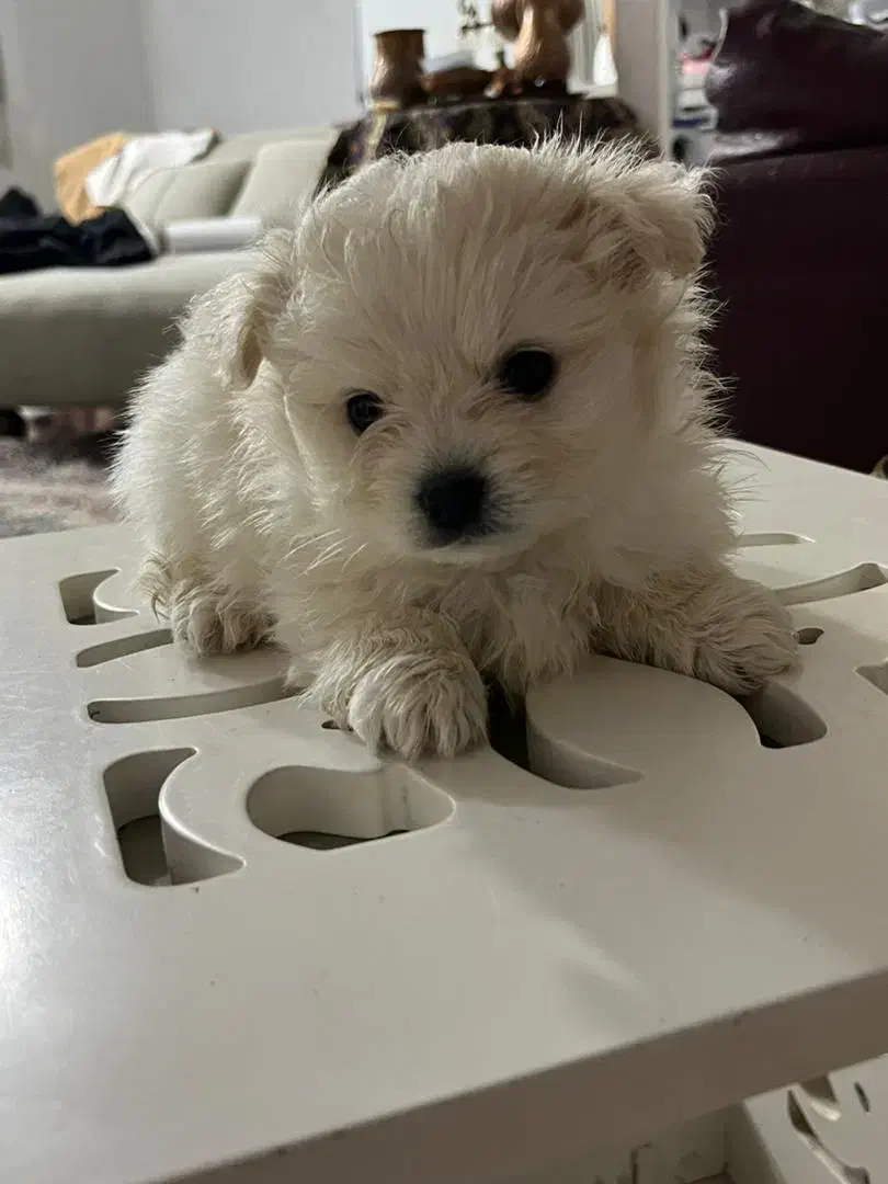 توله پامرانین|سگ|بم, |دیوار