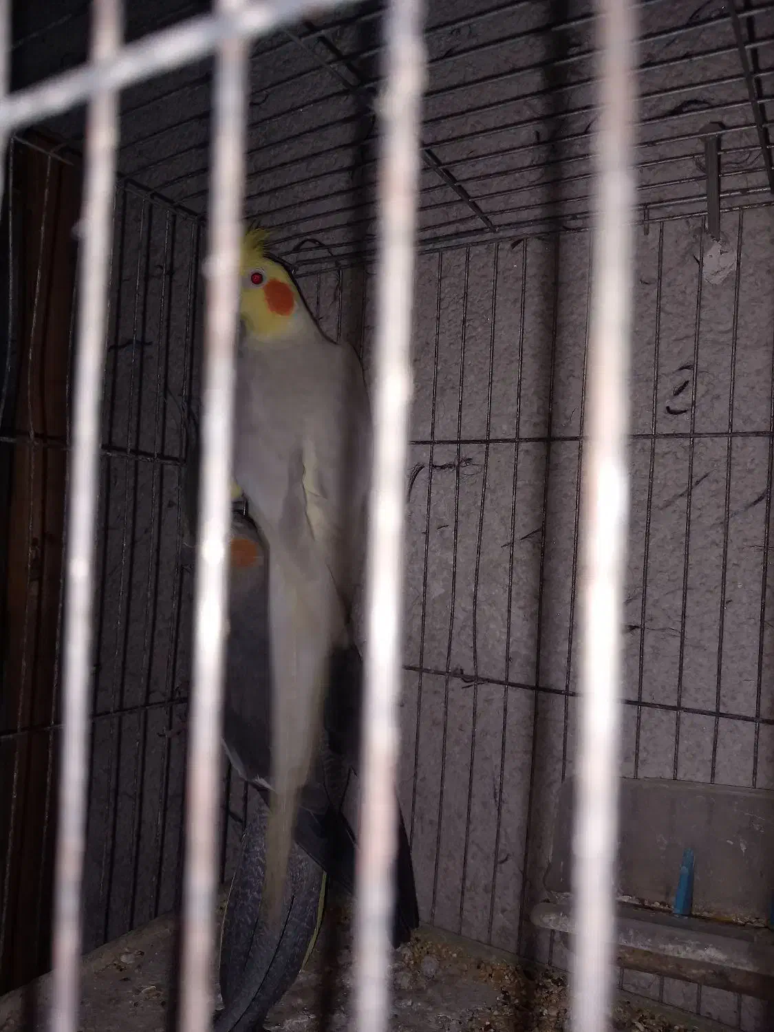 عروس هلندی نر ماده|پرنده|رشت, فرزانه|دیوار