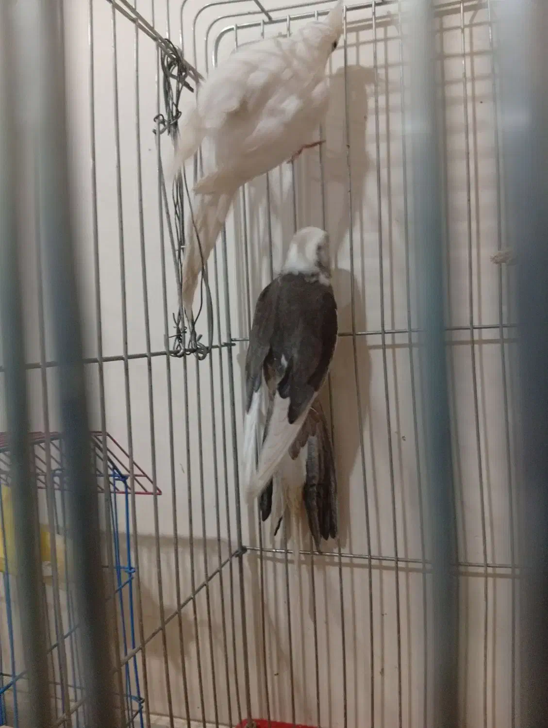 یک جفت عروس هلندی باقفس نروایت فیس وسخنگوورام|پرنده|تهران, تهرانسر شمالی|دیوار