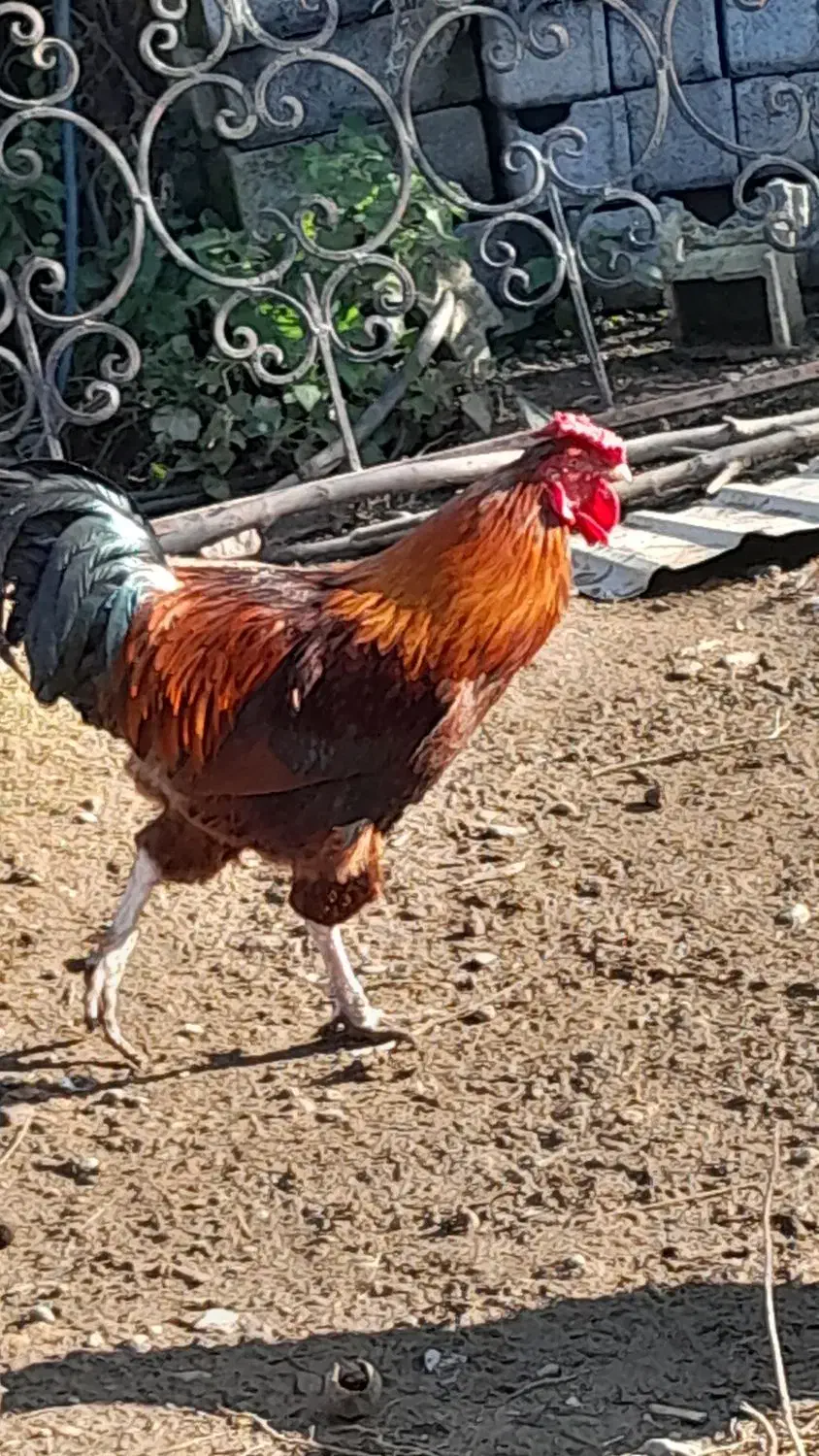 خروس محلی|حیوانات مزرعه|اطاقور, |دیوار