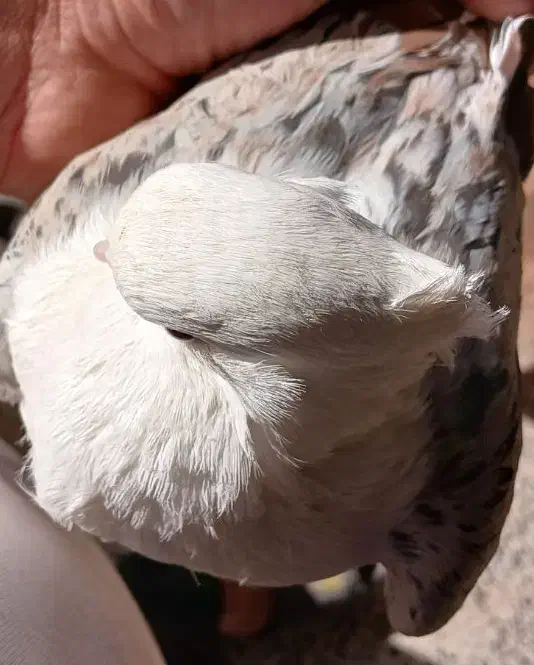 نر مخملی|پرنده|خرمآباد, |دیوار