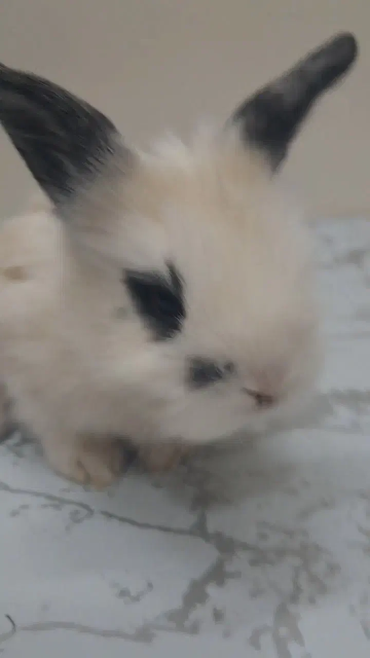 فروش خرگوش|موش و خرگوش|اصفهان, زاجان|دیوار