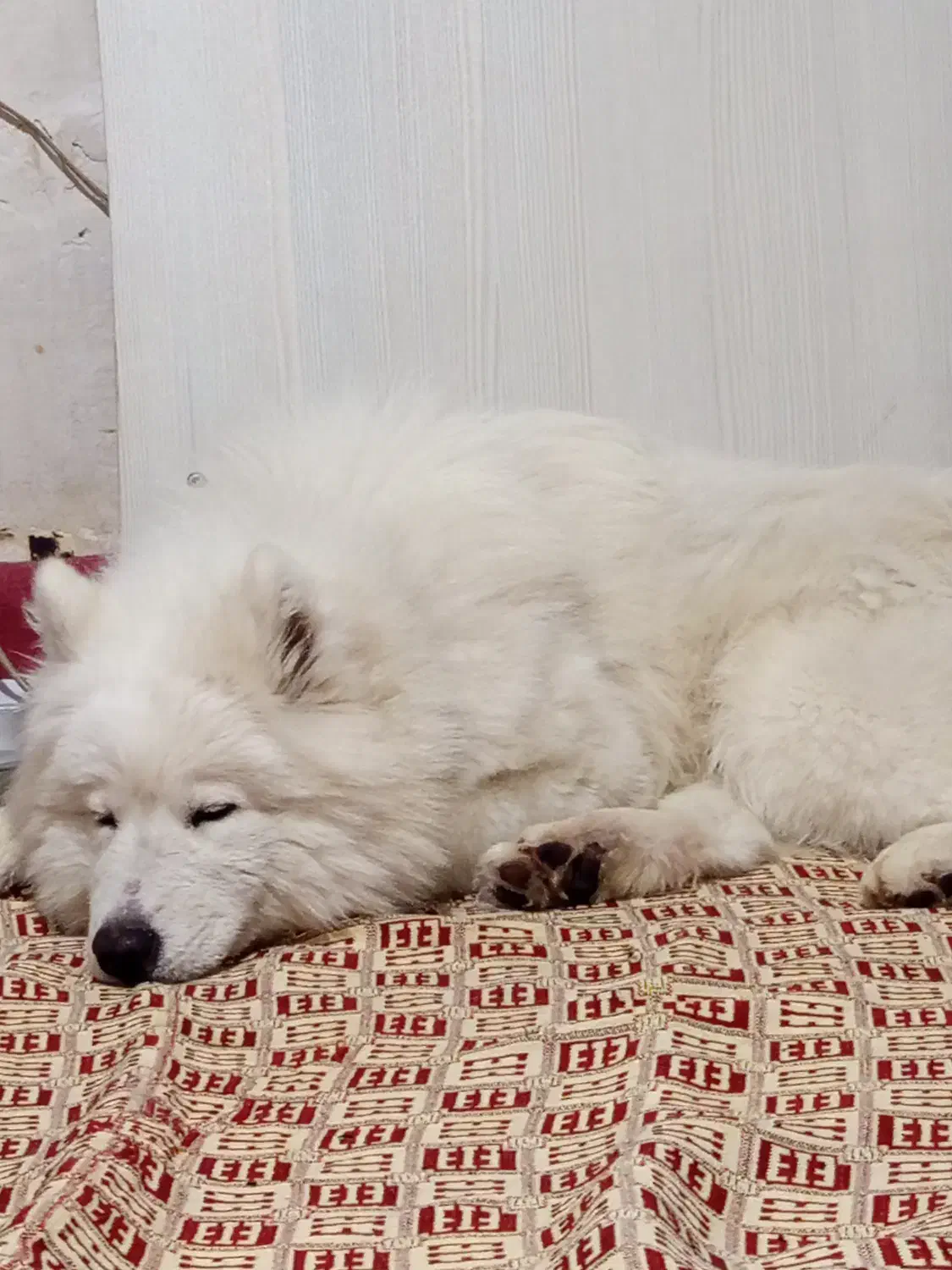 سگ سامویید|سگ|فردیس, شهرک شهید حسینی|دیوار