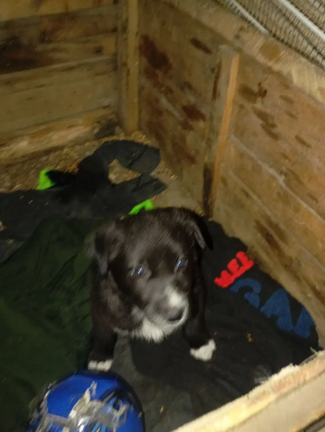 ...|سگ|اهواز, اهواز|دیوار