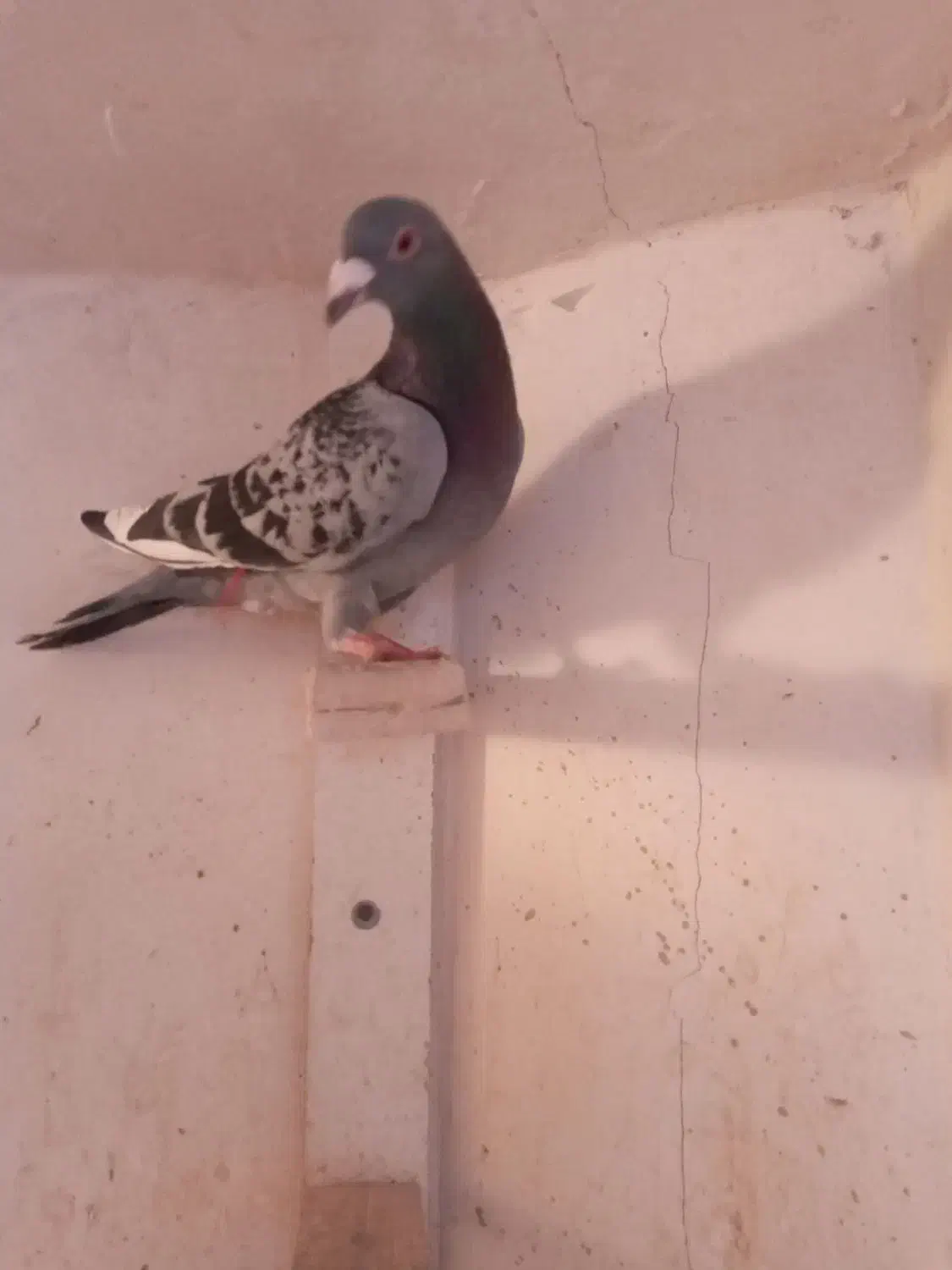 کفتر صید|پرنده|مشهد, محمدآباد|دیوار