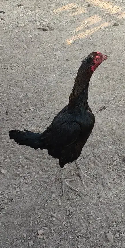 لاری|حیوانات مزرعه|رودهن, |دیوار