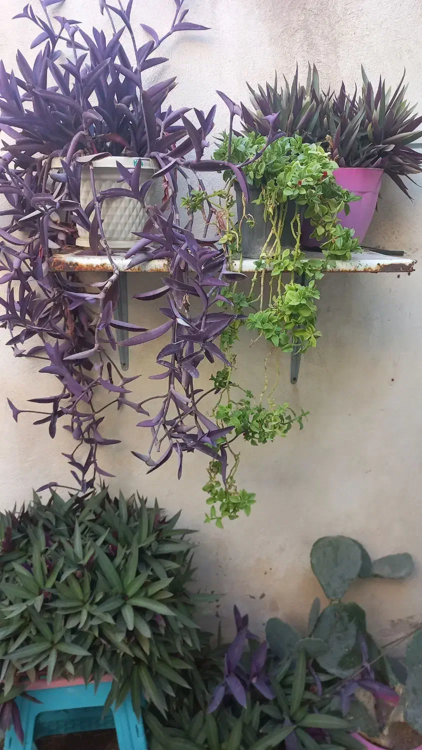 گل وگیاه|گل و گیاه طبیعی|بهارستان, |دیوار