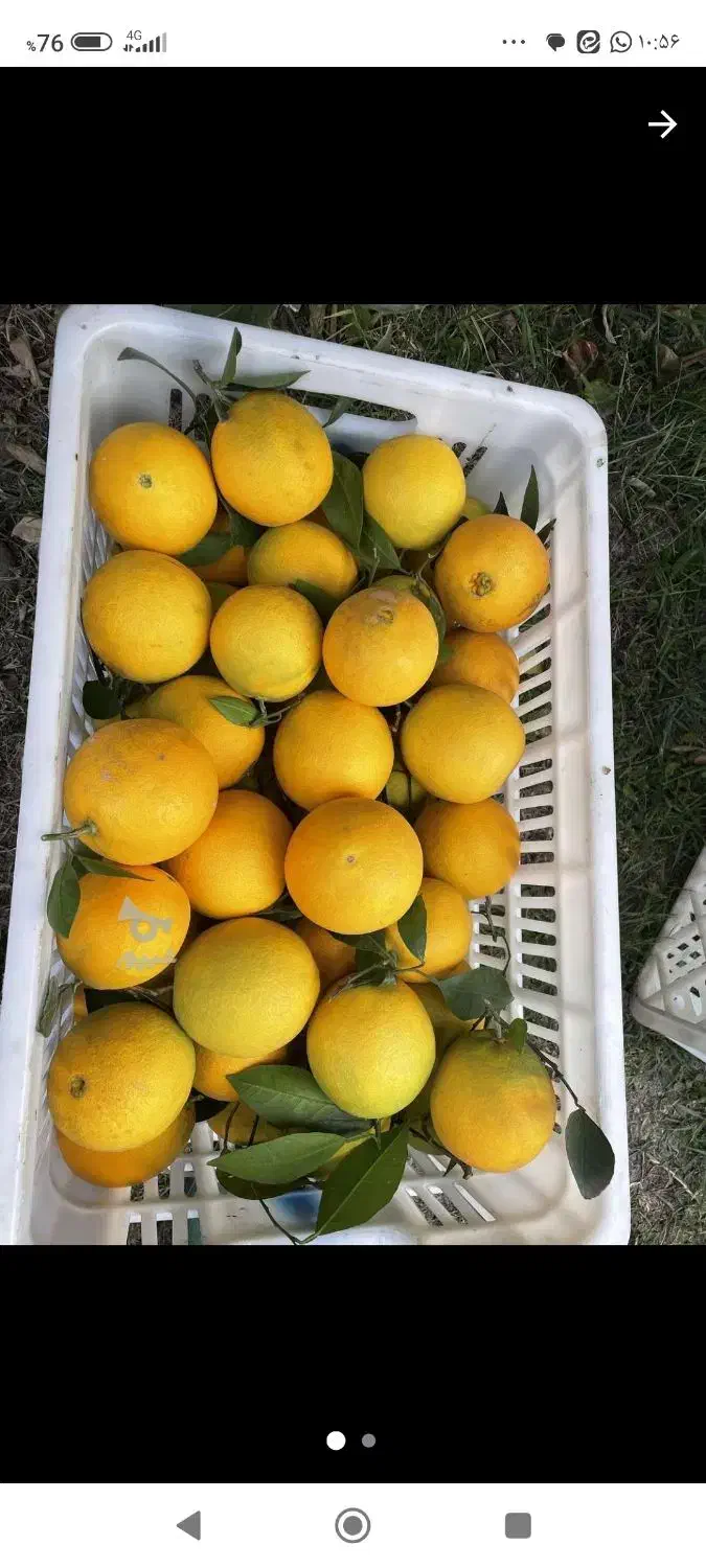 پرتقال تامسون شیرین آبدار|عمدهفروشی|زرگرشهر, |دیوار