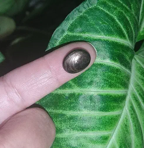 یاقوت اصل معدنی افریقا|جواهرات|تبریز, |دیوار