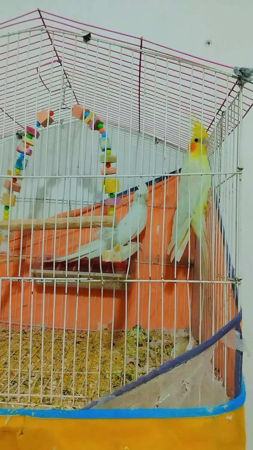 عروس هلندی آلبینو|پرنده|سیرجان, |دیوار