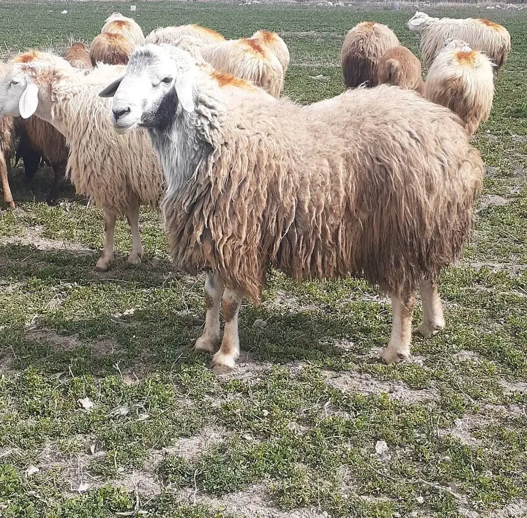 توجه  ** توجه ** گوسفند  خونی وزنده|حیوانات مزرعه|مشهد, نوید|دیوار