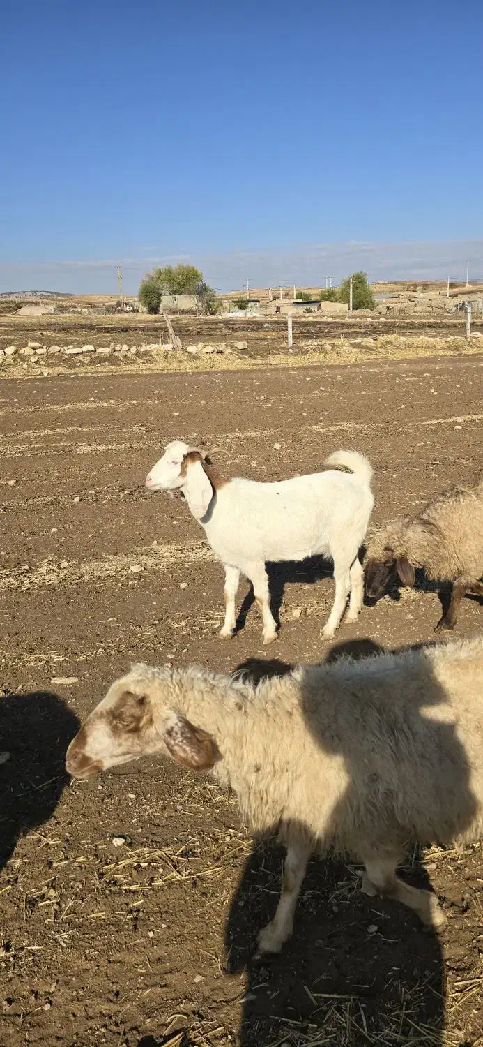 بز و بزغاله|حیوانات مزرعه|ایوان, |دیوار