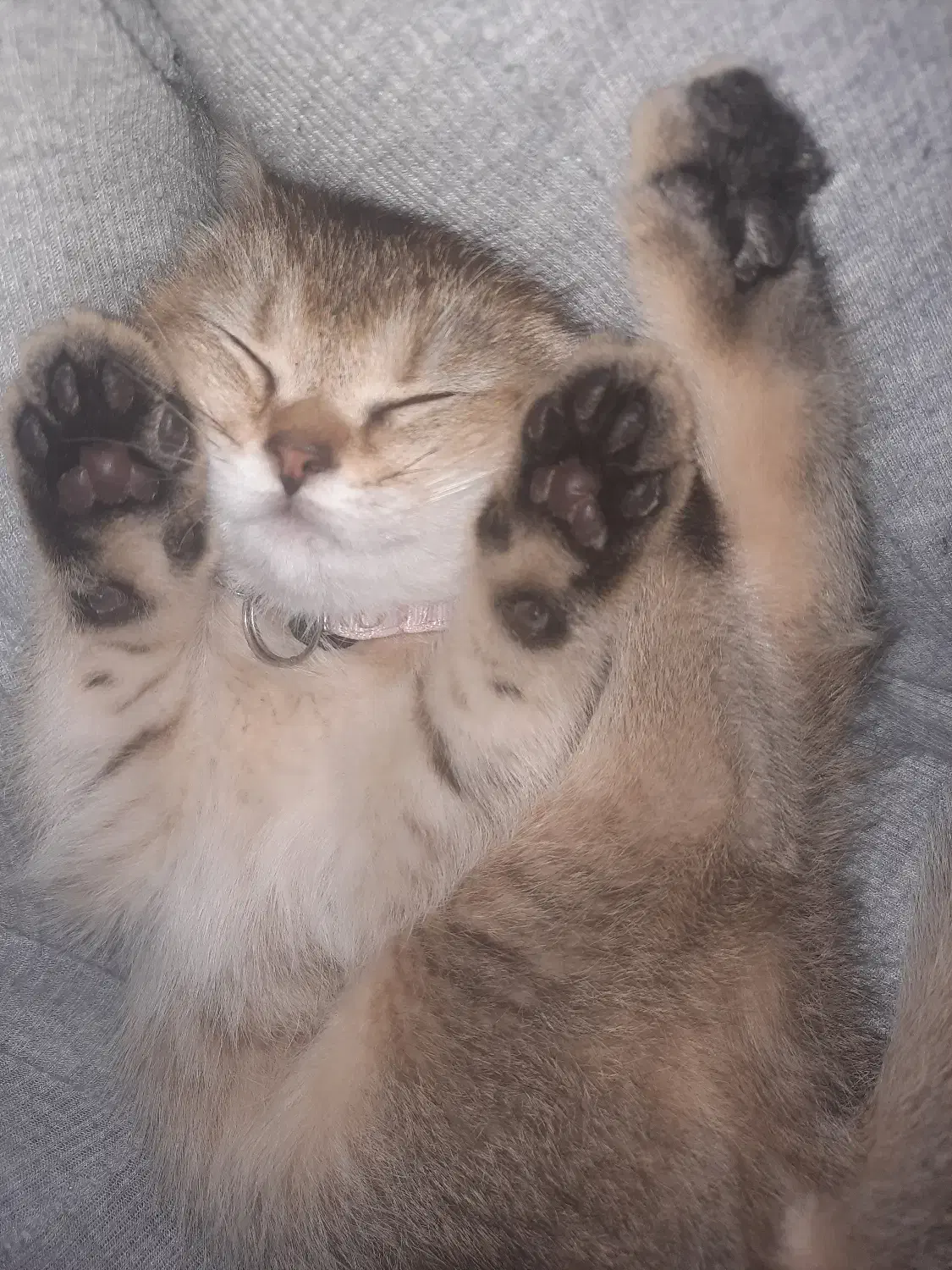 گربه بریتیش|گربه|تبریز, |دیوار