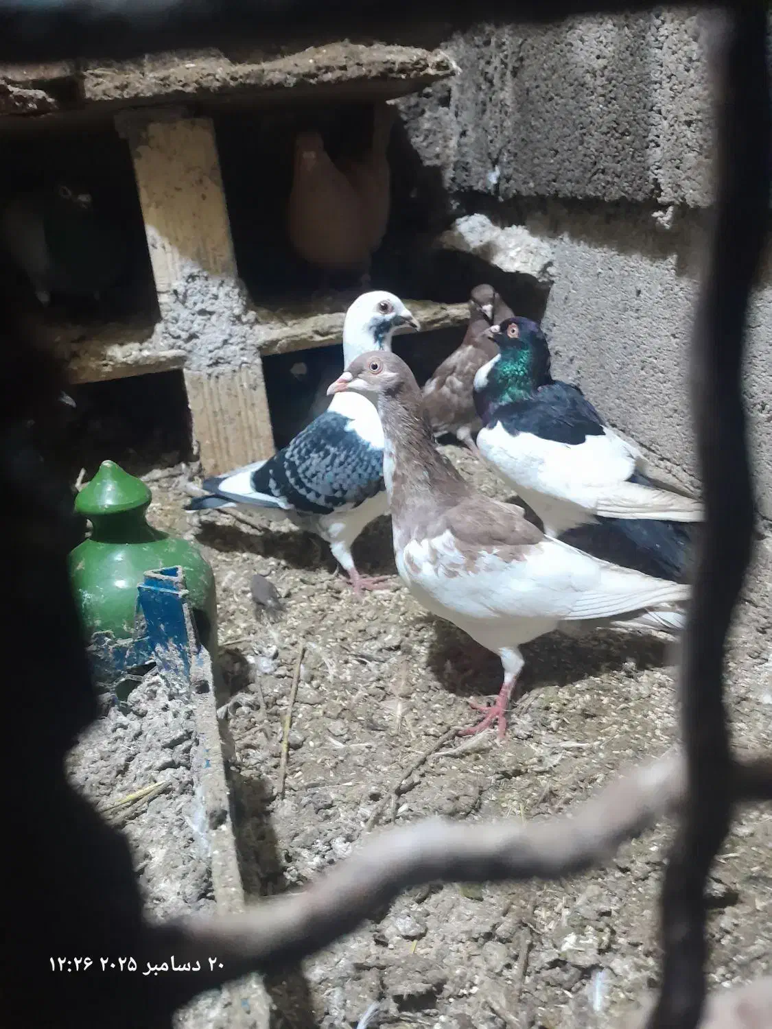 کبوتر همه رقم|پرنده|ترکمانچای, |دیوار