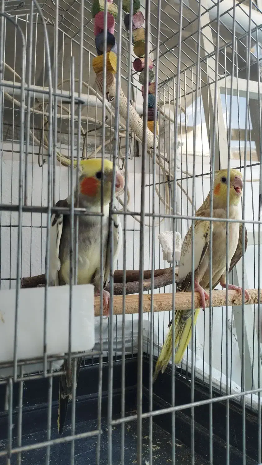 عروس هلندی|پرنده|گلستان (تهران), |دیوار