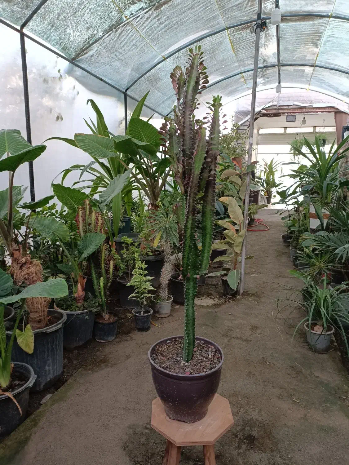 گل افوربیا قرمز قد ۱۱۰ سانت ارسال رایگان + هدیه|گل و گیاه طبیعی|مشهد, رضاییه|دیوار