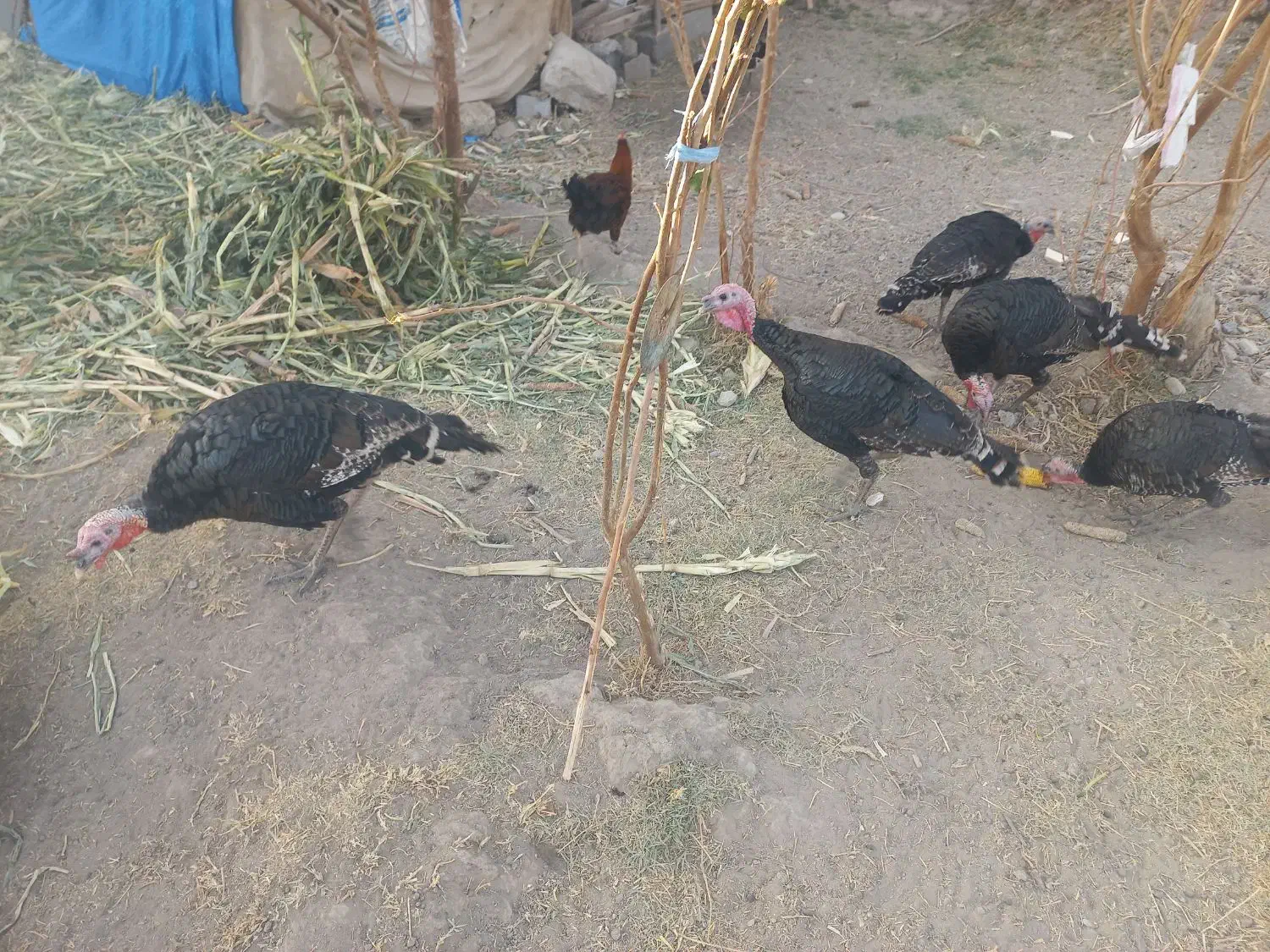 بوقلمون رسمی|حیوانات مزرعه|ماهدشت, |دیوار